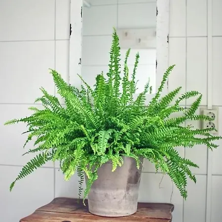 Cape Horn Den Helder